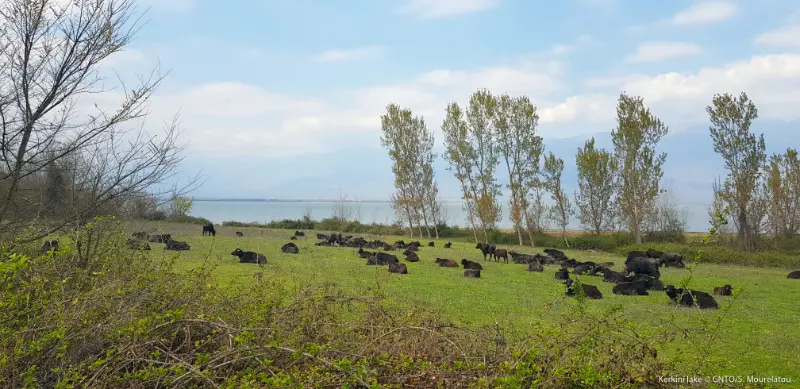 Lake Kerkini Guide: Pelicans, Boat Trips, Buffalo and a Nature Escape from Thessaloniki